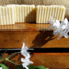 Jasmine Gardenia